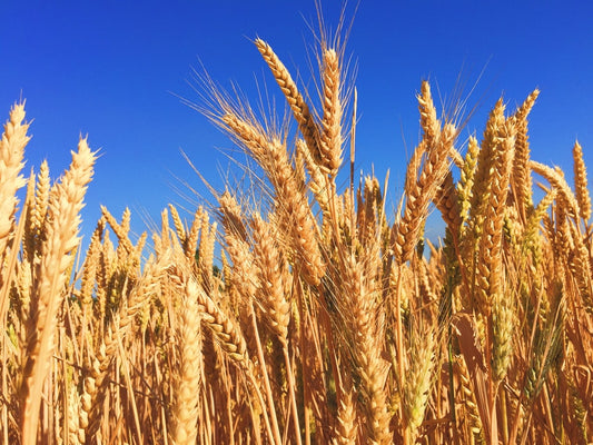 Non-GMO Cereal: What You Need to Know and How to Find It 