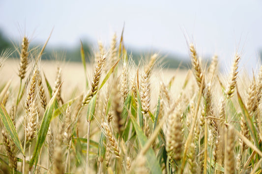 Glyphosate in Cereal: Weed Killer for Breakfast? 